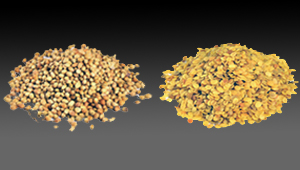 Coriander Seed