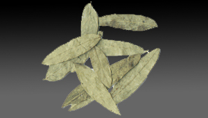 Senna Leaves