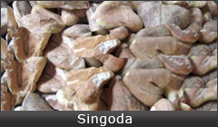 Singoda